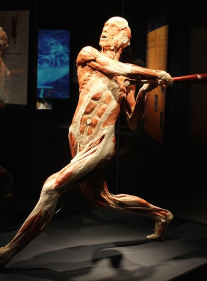 Body Worlds is Back in Charlotte!