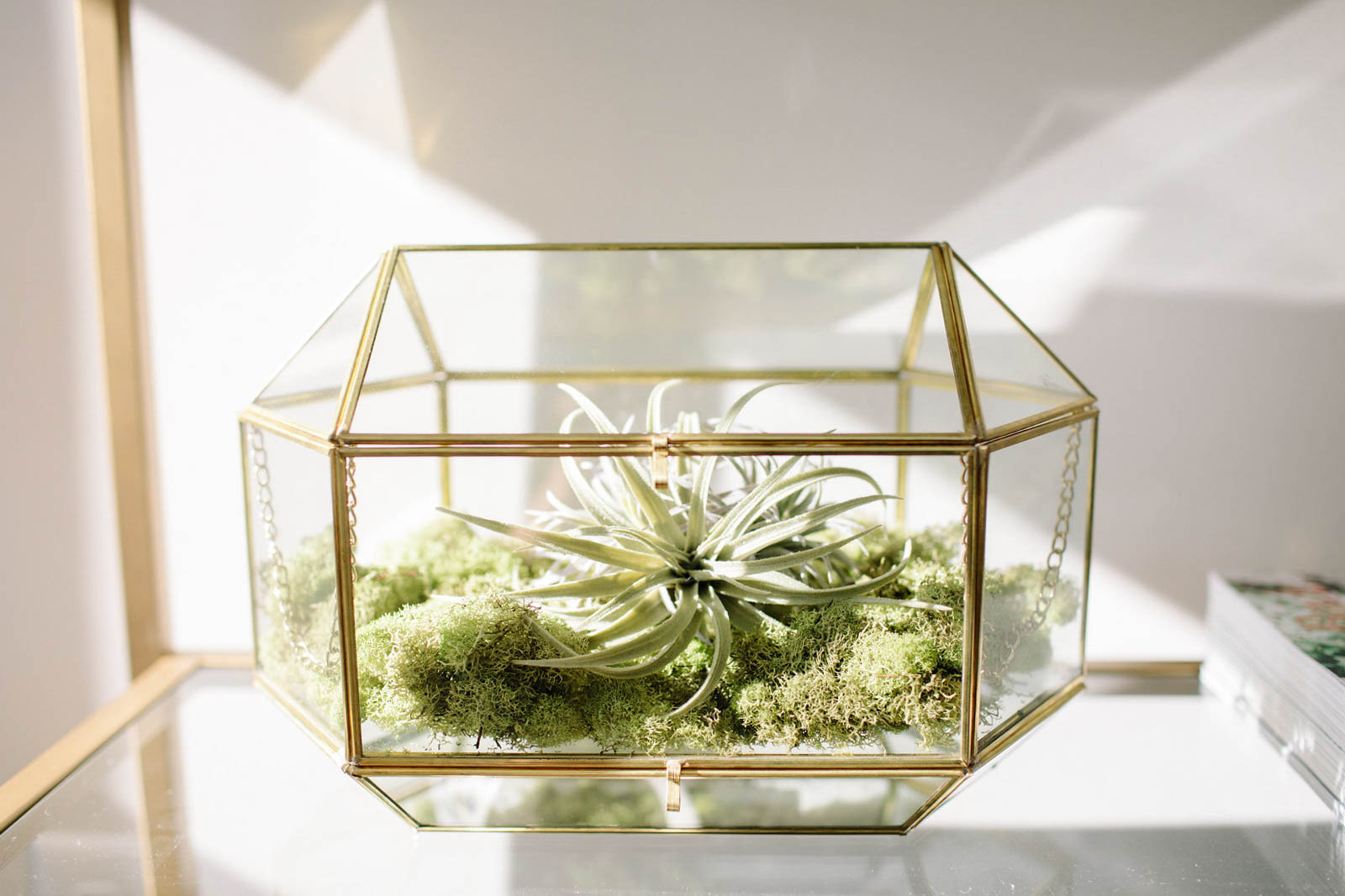 glass terrarium, air plant